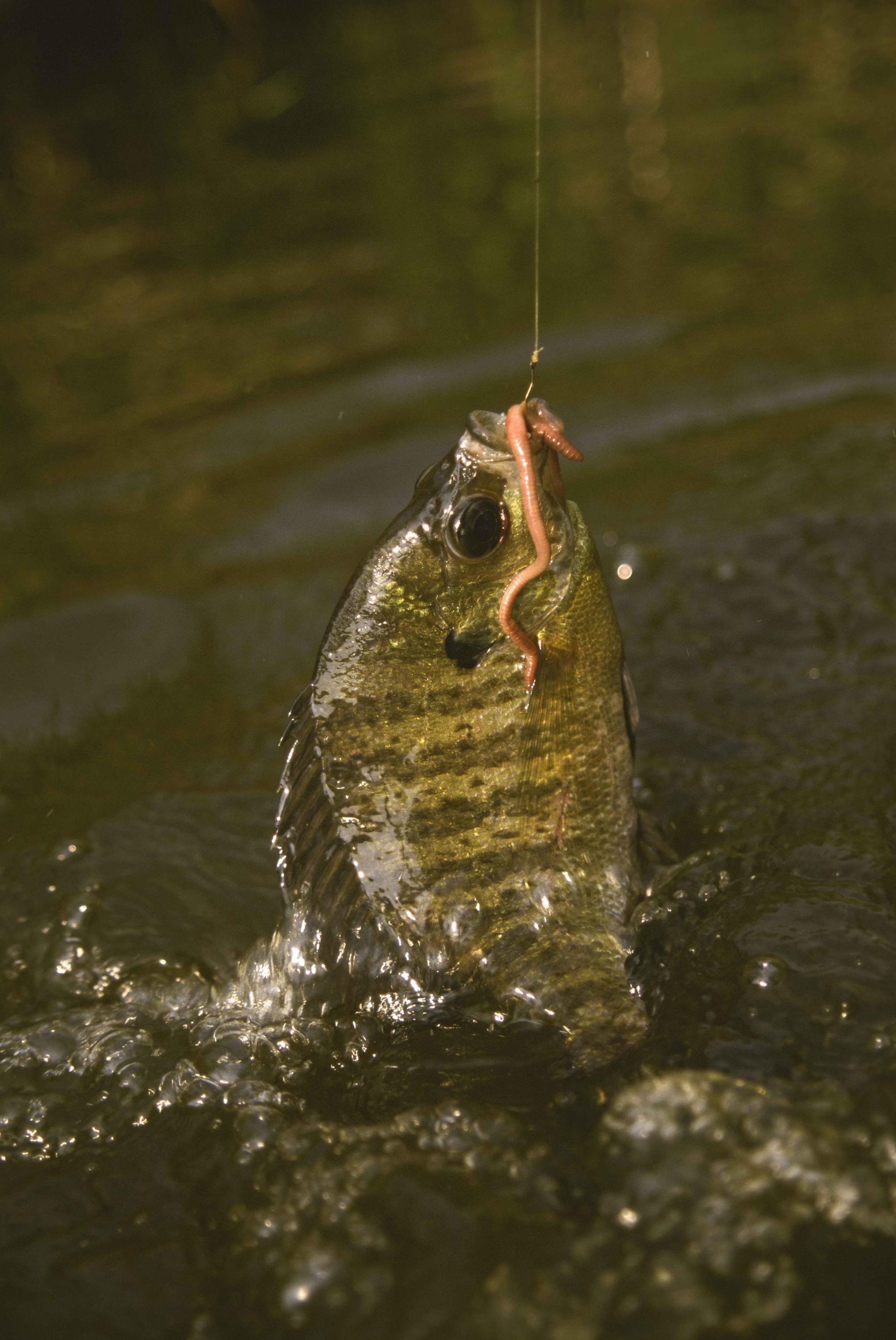A bluegill fish caught with a worm
