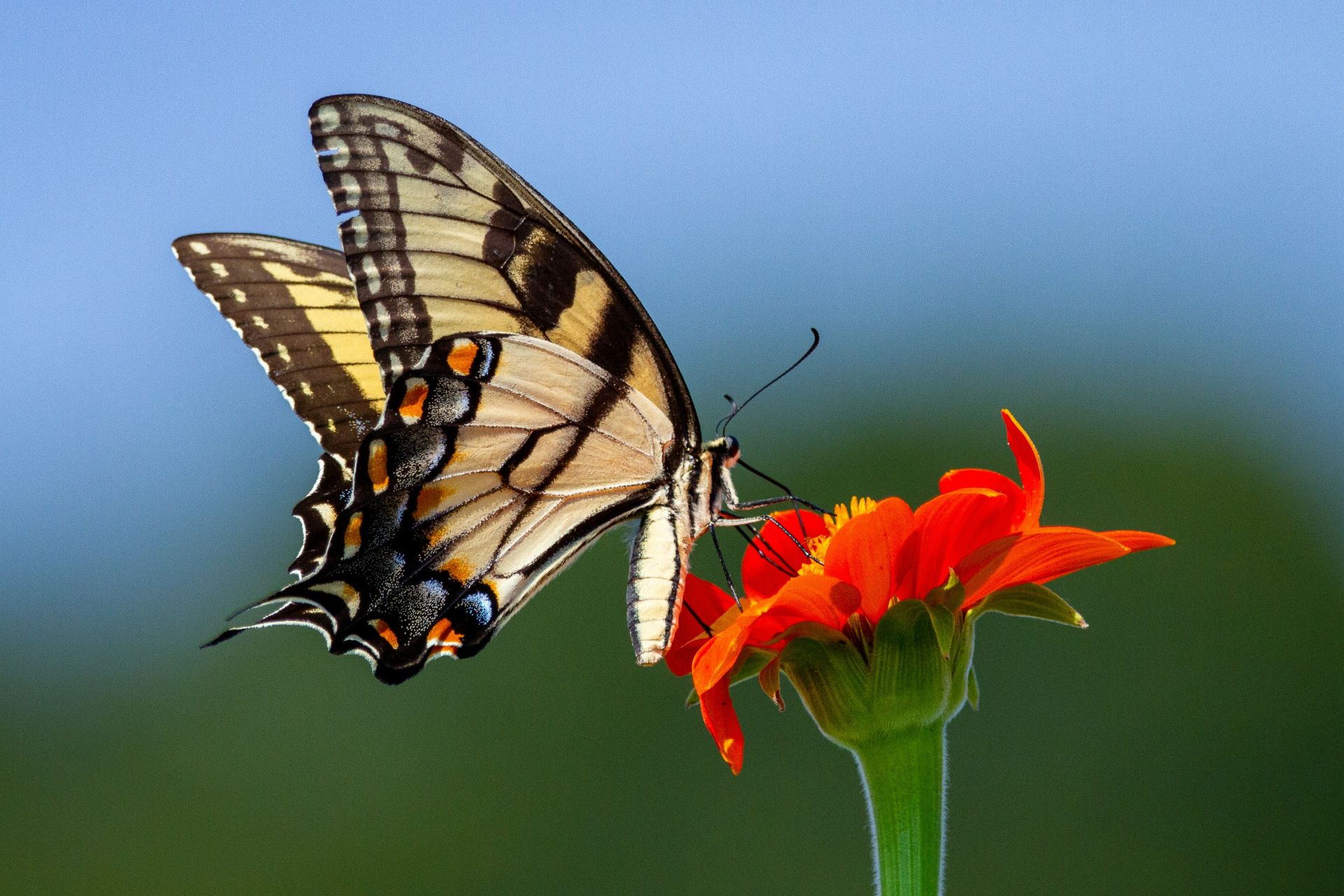 Macro and Detail - Swallowtail on Orange Bloom A yellow and black swallowtail butterfly with wings spread perched on a bright orange flower against a soft blue and green blurred background