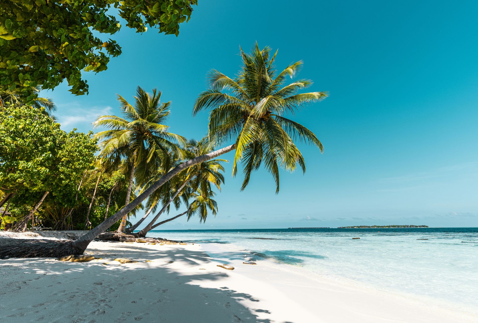 A tropical beach with leaning palm trees casting shadows on white sand and calm turquoise ocean water stretching to the horizon under a clear blue sky