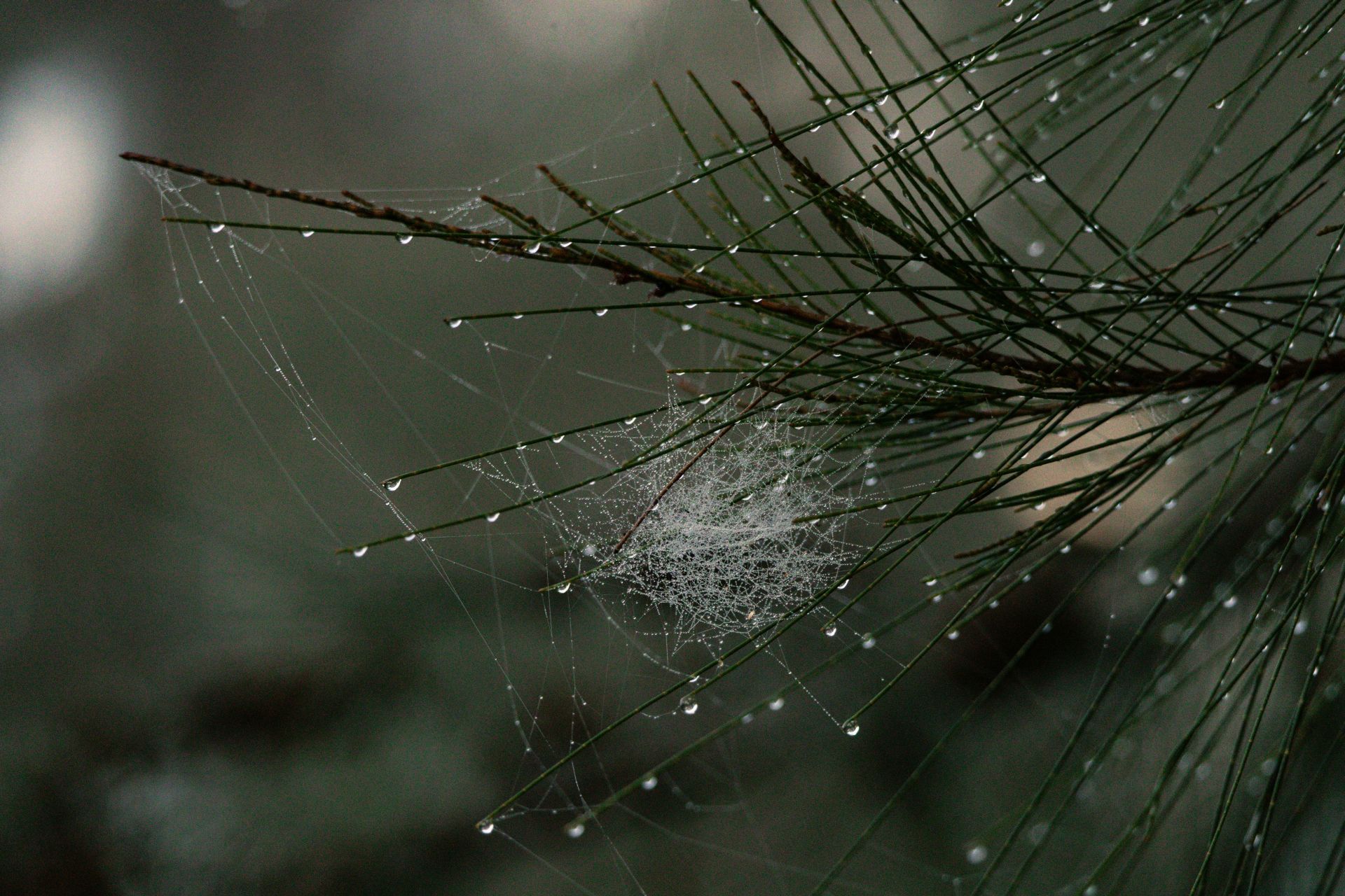 A delicate spider web strung between pine needles covered in large round water droplets after rain against a soft grey blurred background