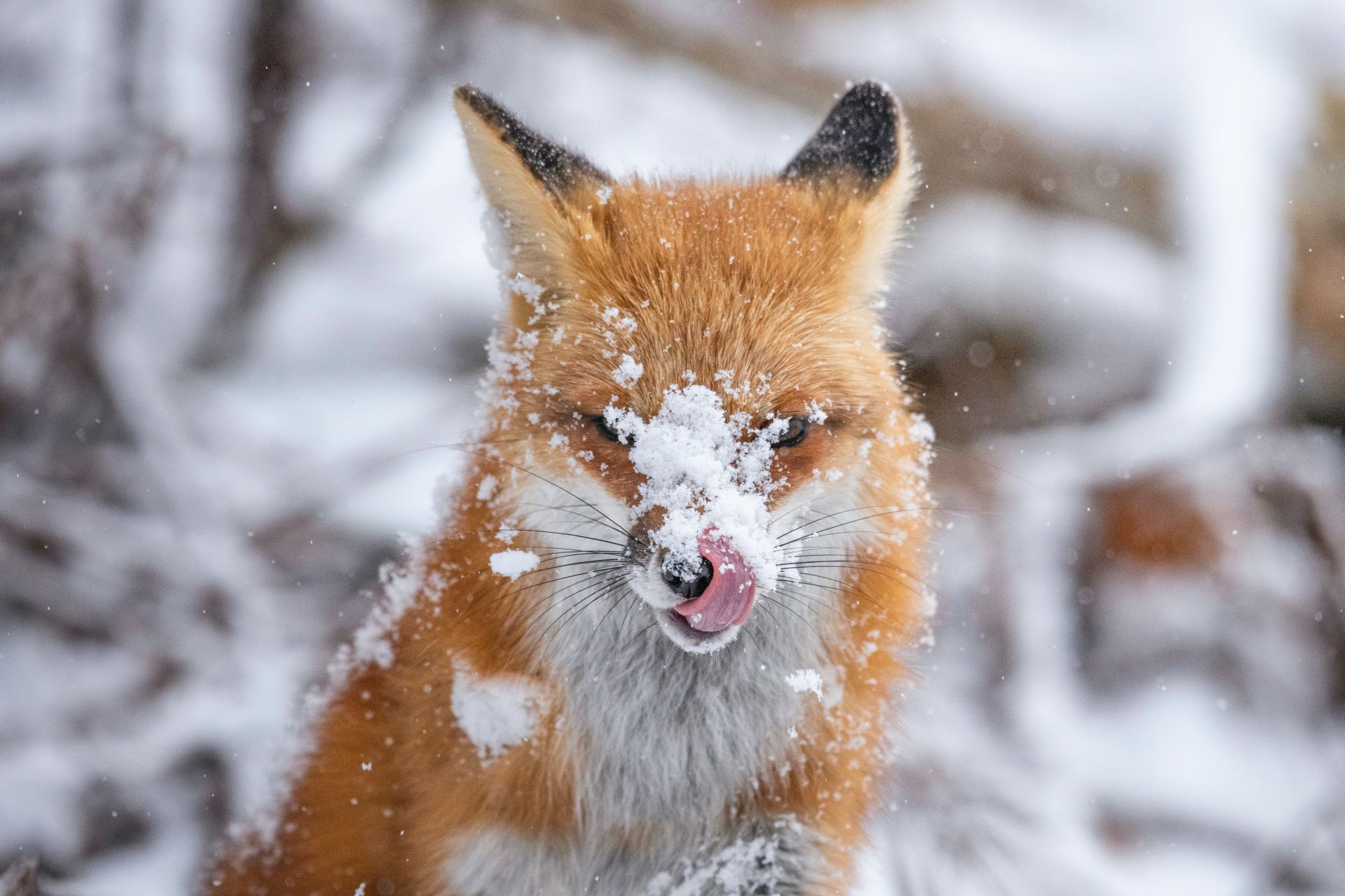 A red fox covered in snow flakes looking directly at the camera with its tongue out licking its nose against a snowy white background