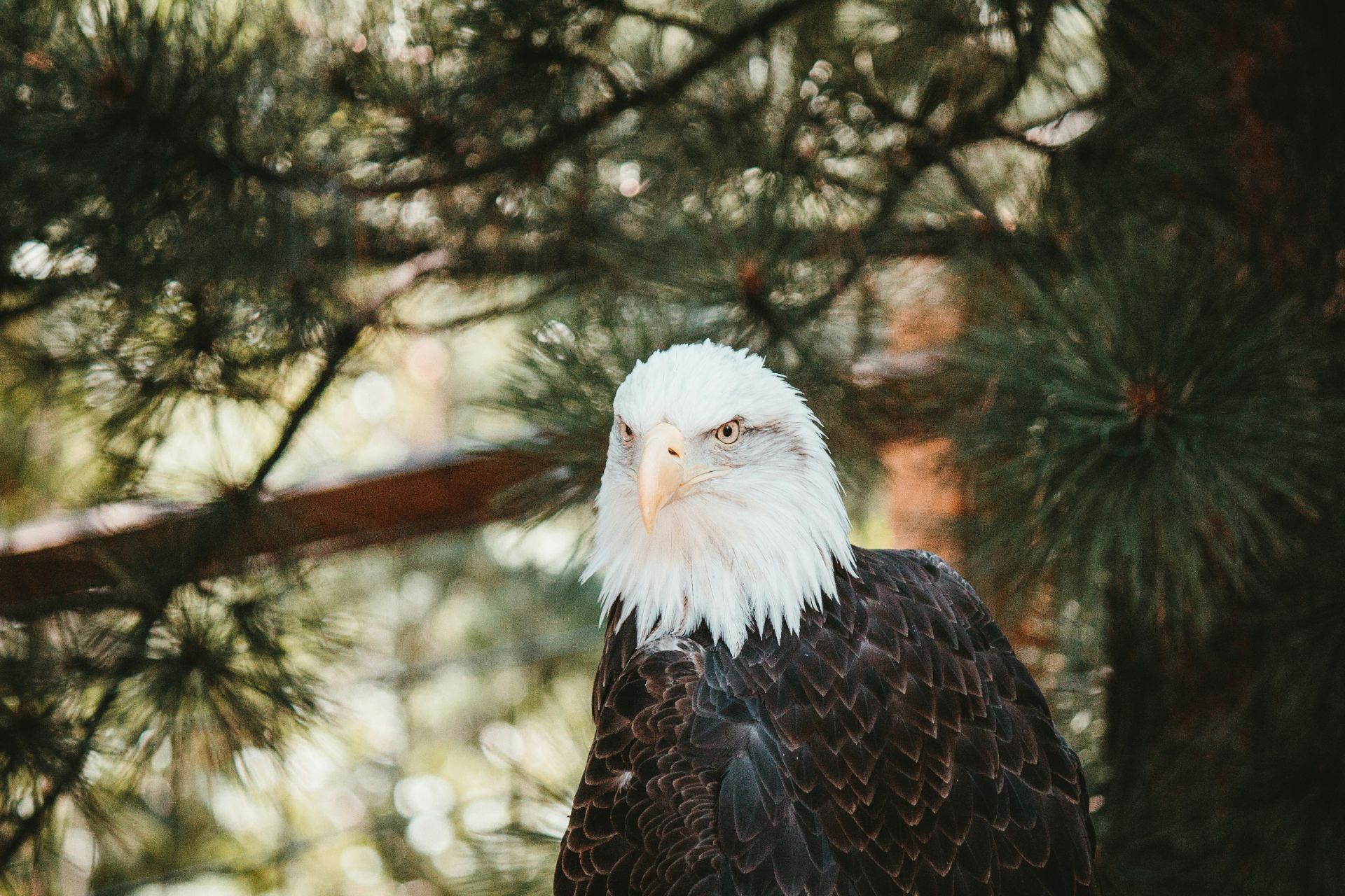 Wildlife in Action - Bald Eagle in the Pines A bald eagle with white head and dark brown body perched among pine tree branches looking alertly to the side