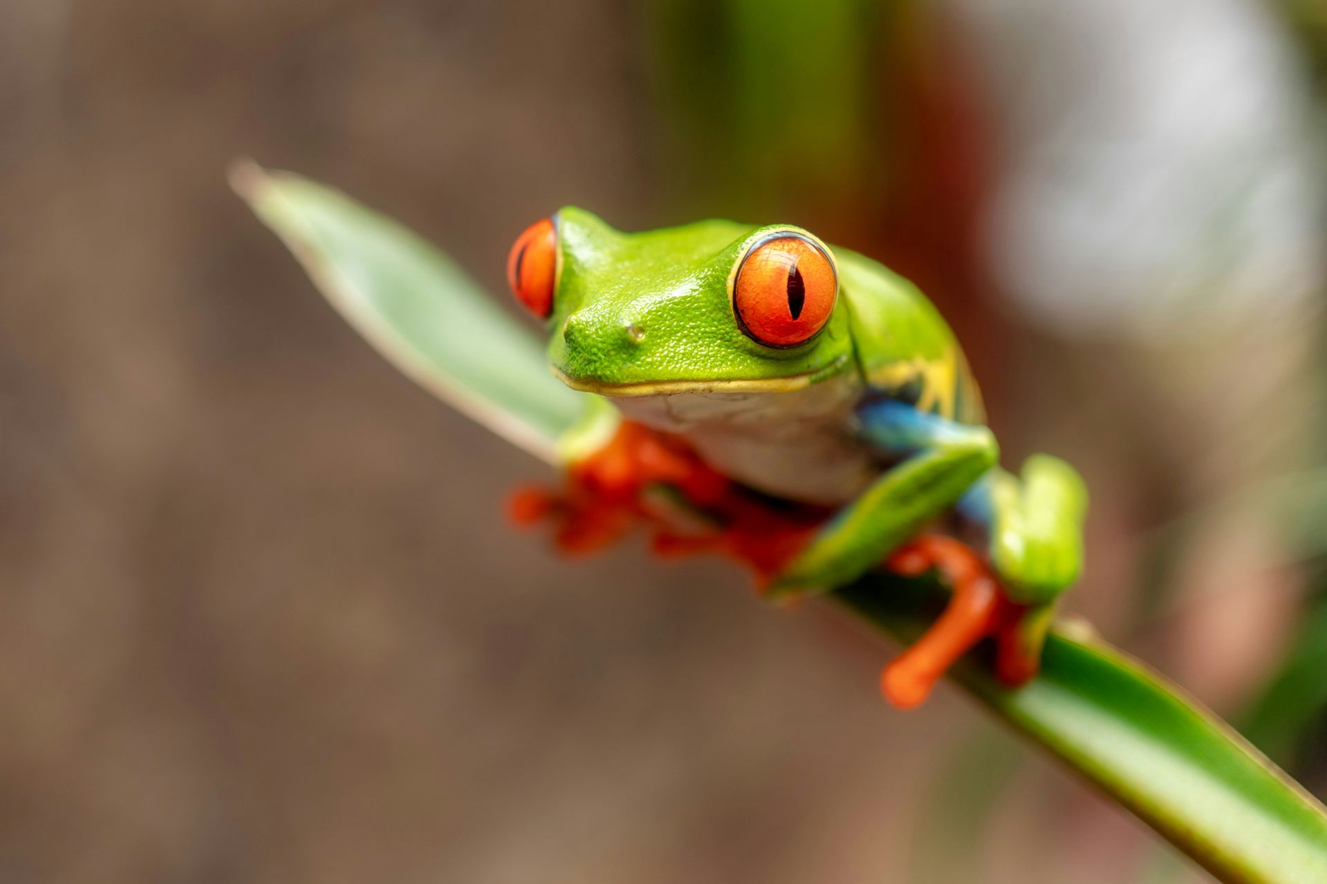 A red-eyed tree frog with bright green body and vivid orange eyes perched on the tip of a green stem looking directly at the camera
