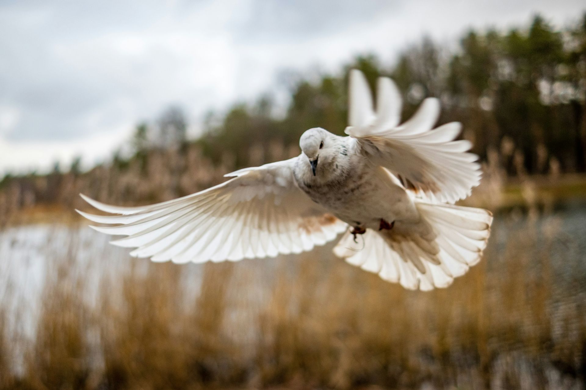 A white dove in flight with wings fully spread over a wetland with tall reeds and an overcast sky in the background