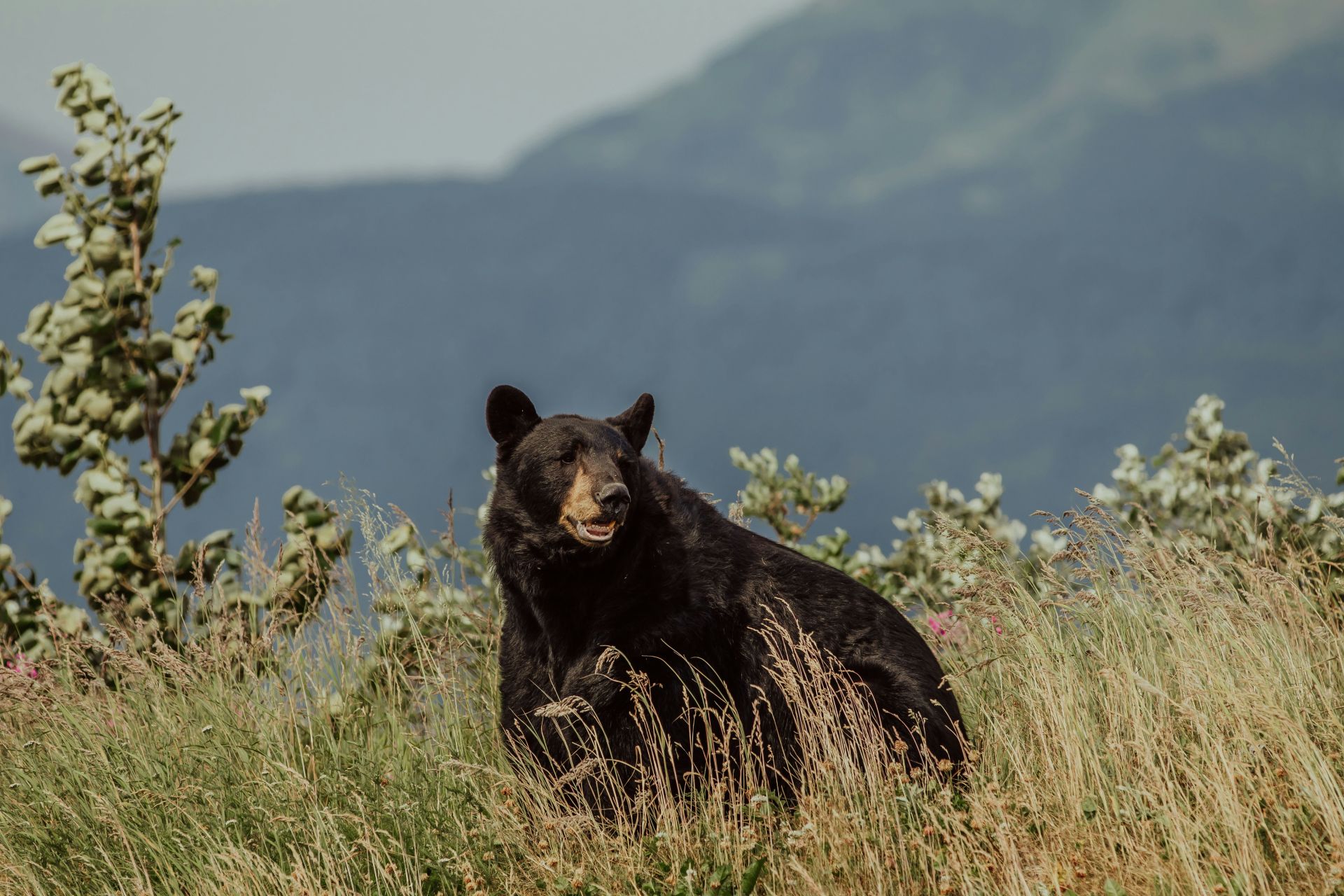 A large black bear resting in tall golden grass and pink wildflowers on a mountain slope with misty blue peaks in the background